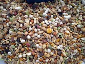 <h1>Productos para aves</h1>